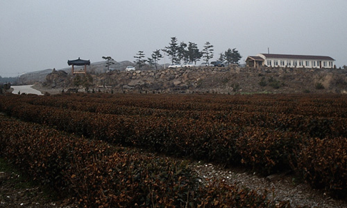 차밭의 풍경 